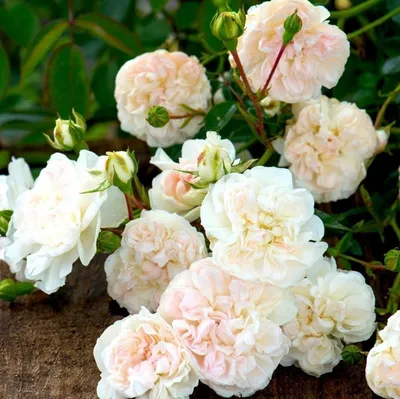 Розы почвопокровные – купить по лучшей цене | Садовый центр Зелёный росток