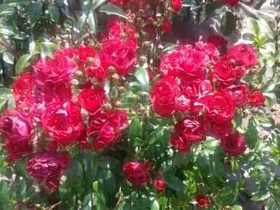 Роза почвопокровная Фейри данс (66 фото) » НА ДАЧЕ ФОТО