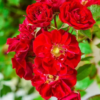 Роза почвопокровная в Беларуси.