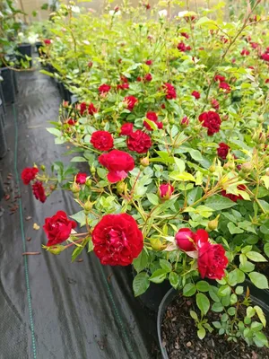 Почвопокровные розы в Дзержинске.