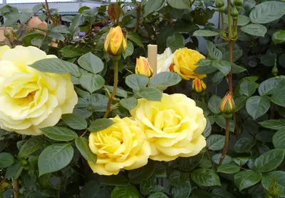 Купить саженцы роз в Иркутске недорого из питомника Сады Сибири