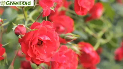 Роза почвопокровная \"Ред Фейри\" - видео-обзор от Greensad - YouTube
