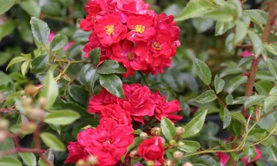 Роза почвопокровная Фейри данс - 73 фото
