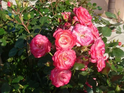 Роза почвопокровная \"Красная крупная\" — купить по цене 900 руб. в  интернет-магазине \"Заокские питомники растений\"