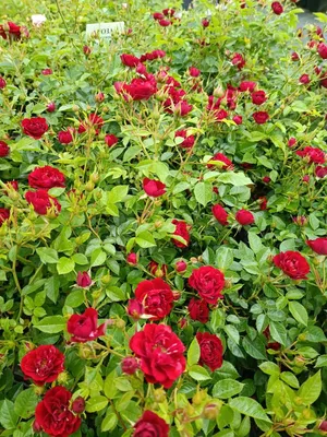 Почвопокровные розы в Беларуси.