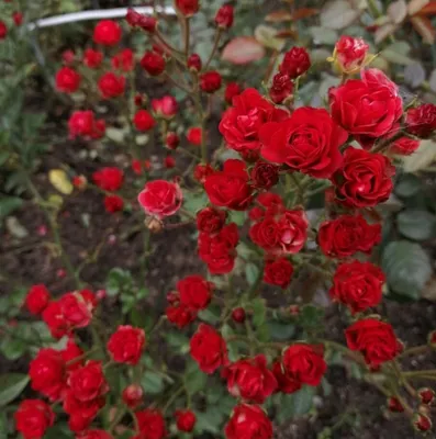 Купить Роза почвопокровная Скарлет Мейяндекор |купить в интернет-магазине  Дивный сад