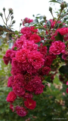 Роза фейри в категории \"Дом и сад\" | Сравнить цены и купить на Prom.ua