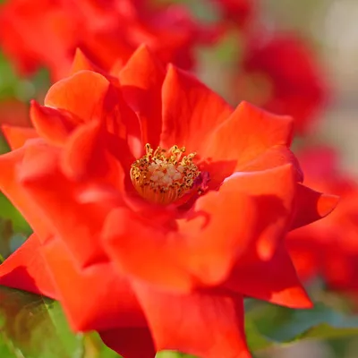 File:Rose, Flamenco, バラ, フラメンコ, (15551028849).jpg - Wikimedia Commons