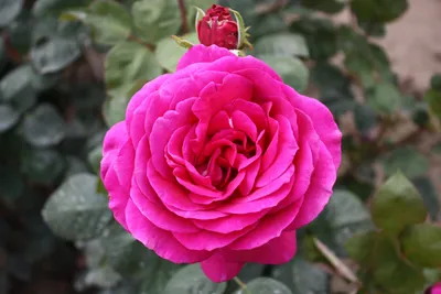 Роза флорибунда Фламенко Rosa floribunda Flamenco - KrapivaShop