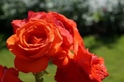Роза фламенко флорибунда - 53 фото