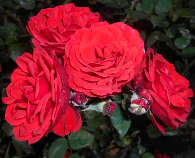 Роза фламенко флорибунда - 47 фото