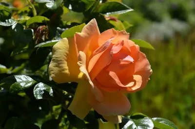 Роза Румба флорибунда - фото и картинки: 57 штук