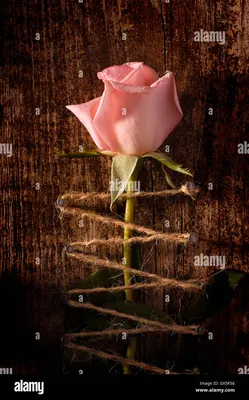 Rosa flamenco fotografías e imágenes de alta resolución - Alamy