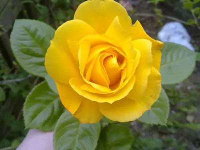 Rose, Flamenco, バラ, フラメンコ, | Beautiful flowers garden, Planting roses,  Amazing flowers