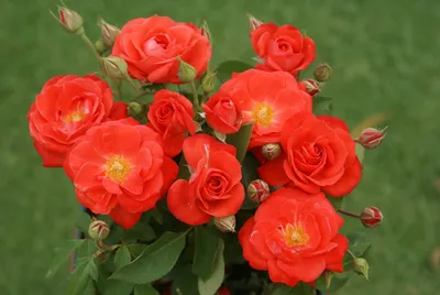 File:Rosa floribunda escapade.jpg - Wikimedia Commons