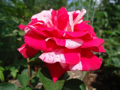 Роза фламенко флорибунда - 27 фото