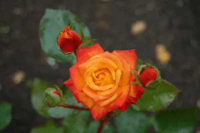 Celestial Night - Tree Rose — Select Roses