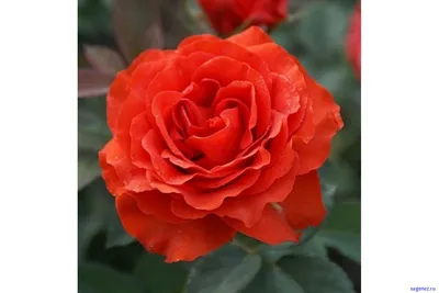 Розы — каталог из 2439 сортов и видов с фото и описанием
