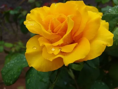 Садовая роза - 79 фото