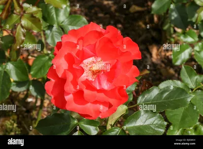 Роза фламенко флорибунда - 53 фото