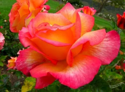 Rosa Ketchup and Mustard Shrub Rose in My Garden | Bren Haas