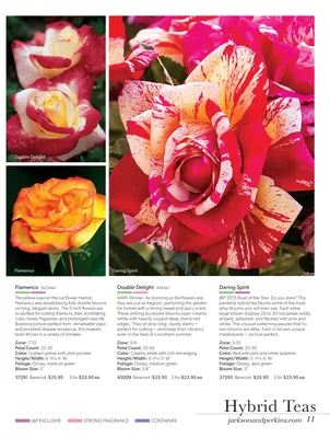 South Metro Rose Society | Fayetteville GA