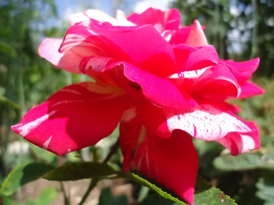 Роза фламенко флорибунда - 27 фото