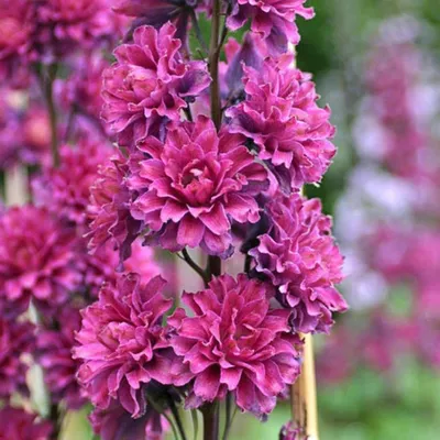 Buy Delphinium Highlander Flamenco Plants | J Parkers