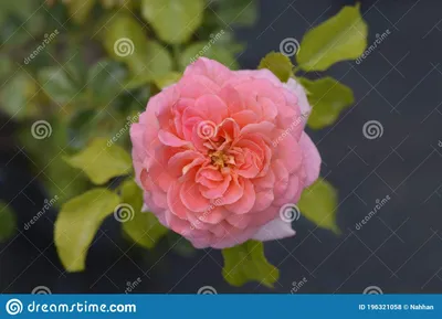 Frida Kahlo Rose – Sunnyvale-Garden