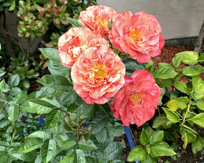 Роза флорибунда румба - 82 фото