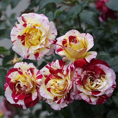 Jackson \u0026 Perkins - 2021 J\u0026P Spring Catalog - Hypnotized! Hybrid Tea Rose