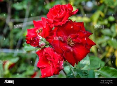 Роза матадор - 68 фото