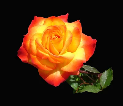 Петлистая роза Сахара: продажа, цена в Минске. Рассада и саженцы цветов от  \"yrojaika.by\" - 110672300