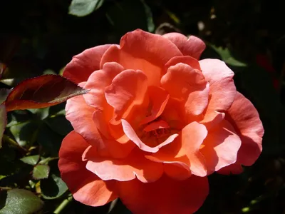 Роза Румба флорибунда - фото и картинки: 57 штук