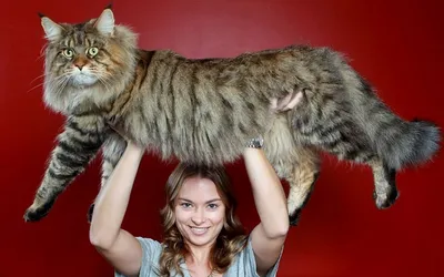 Размеры взрослого кота Мейн-Кун. Вес фото котов породы Мейн-Кун