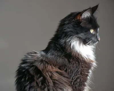 Мейн-кун 🐈 фото кошки, история, описание, характер, уход, кормление  породы, как назвать, размер и вес
