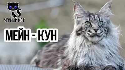 Размеры мейн-кунов: коты и кошки, нормы роста, веса | Matrika.ru -  социальная онлайн площадка.