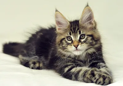 Котята мейн-куна (25 фото): до какого возраста они растут? Как выглядят  кошки в 1 и 2, 3 и 4, 5 и 6 месяцев?