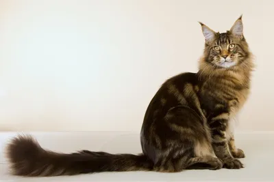 Размеры мейн-кунов: каким должен быть рост и вес кошек и котов