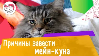 Мейн-кун - все о кошке, 3 минуса и 9 плюсов породы