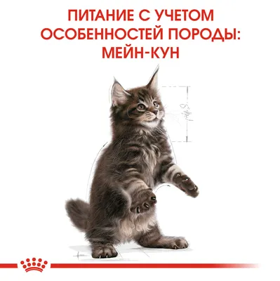 Сухой корм для котят Royal Canin Maine Coon Kitten породы мейн-кун 0.4 кг.,  цена 180 грн — Prom.ua (ID#1469238209)
