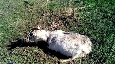 Заболела коза острая тимпания рубца. Лечение. - YouTube