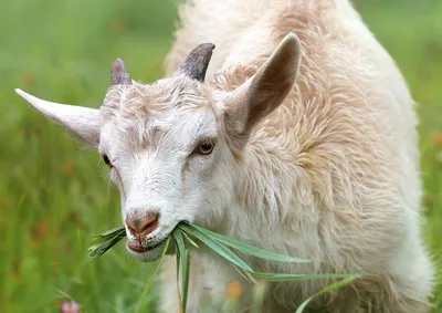 Вздутие у коз и чем поможет пищевая сода - Рамблер/кино