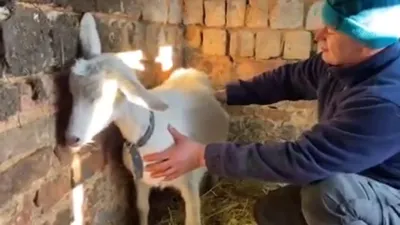Вздулся ( тимпания ) живот у козы. Остановка рубца 🐐 Из города в деревню -  YouTube