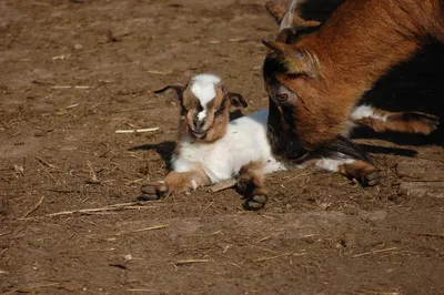 Сколько козлят у козы увеличит производство молока — AgroXXI