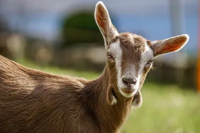 Рубец у козы фото