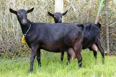 Пустить в огород. Как содержать коз на даче | Природа | Общество |  Аргументы и Факты