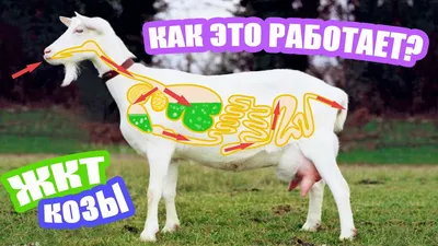 Пищеварение у коз. Особенности и принцип действия ЖКТ #козы #козоводство  #зоология - YouTube
