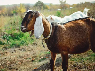 6 самых популярных восточных пород коз и особенности их содержания. Фото —  Ботаничка