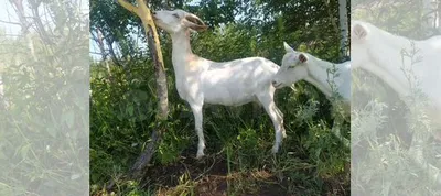 Дойные козы купить в Нижнем Тагиле | Животные и зоотовары | Авито